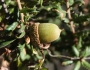 Quercus dumosa image