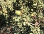Quercus durata image