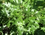 Quercus ellipsoidalis image