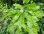 Quercus falcata image