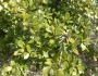 Quercus fusiformis image