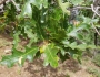 Quercus gambelii image