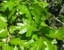 Quercus garryana image