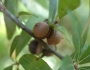 Quercus hemisphaerica image