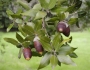 Quercus ilex image