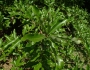 Quercus imbricaria image