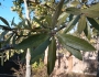 Quercus incana image