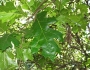 Quercus kelloggii image
