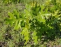 Quercus laevis image