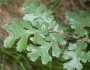 Quercus lobata image