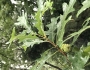 Quercus lyrata image