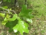 Quercus marilandica image