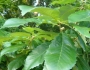 Quercus michauxii image