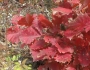 Quercus mongolica image