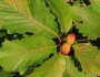 Quercus montana image