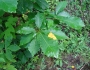 Quercus muehlenbergii image