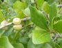 Quercus myrtifolia image