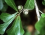 Quercus nigra image