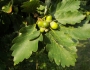 Quercus petraea image