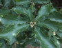 Quercus prinoides image