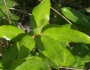 Quercus pumila image