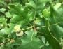 Quercus robur image