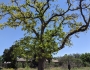 Quercus stellata image