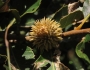 Quercus variabilis image