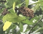 Quercus vaseyana image