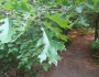 Quercus velutina image