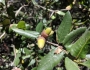 Quercus wislizeni image