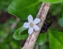Randia aculeata image