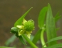 Ranunculus abortivus image