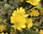 Ranunculus californicus image