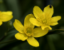 Ranunculus occidentalis image