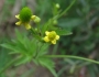 Ranunculus pensylvanicus image
