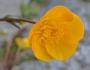 Ranunculus repens image