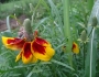 Ratibida columnifera image