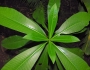 Rauvolfia caffra image