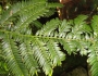 Retrophyllum rospigliosii image