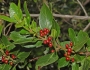 Rhamnus alaternus image
