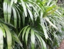 Rhapis excelsa image