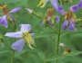 Rhexia mariana image