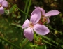 Rhexia petiolata image