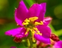 Rhexia virginica image