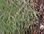 Rhipsalis baccifera image