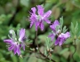 Rhododendron canadense image