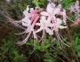 Rhododendron canescens image