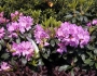 Rhododendron catawbiense image