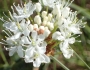 Rhododendron groenlandicum image